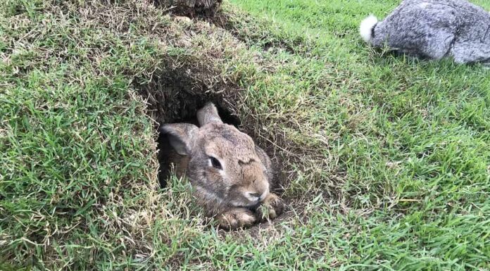 Coniglio selvatico in una tana