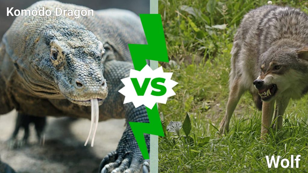 Drago di Komodo contro lupo: chi vincerebbe in uno scontro?