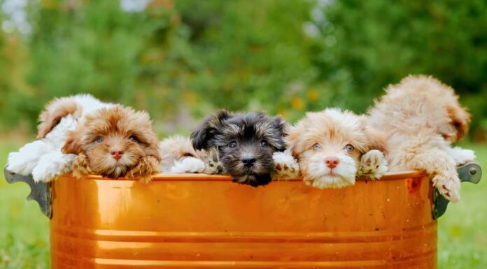 La mangiatoia di metallo da cui sbirciano i cuccioli di cane Shih-Poo