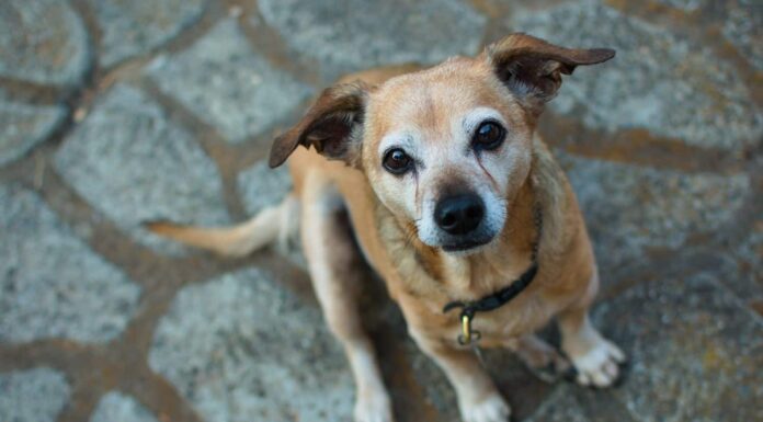 Ritratto di un vecchio chiweenie 