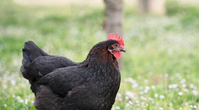 Pollo Marans in un giardino in primavera