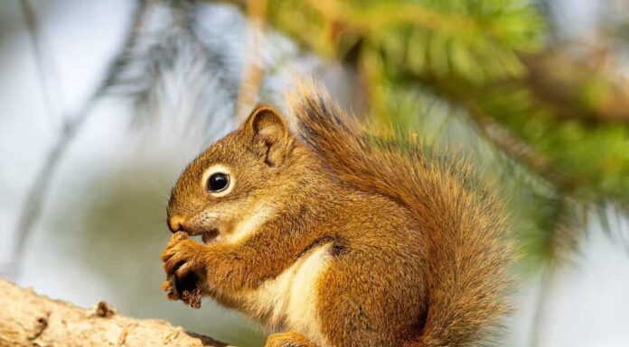 Il simpatico cucciolo di scoiattolo rosso americano è seduto sul ramo dell'abete rosso e mangia in una calda giornata estiva.