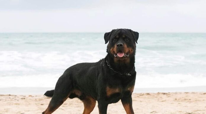 giovane rottweiler che corre sulla spiaggia in primavera