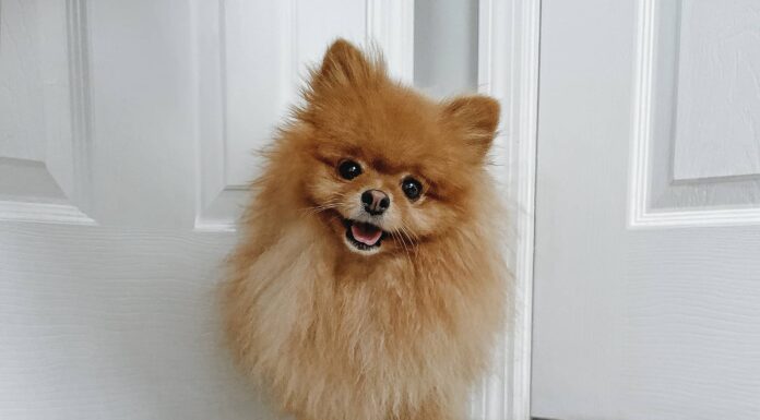 Razza Basepaws e test del DNA sulla salute