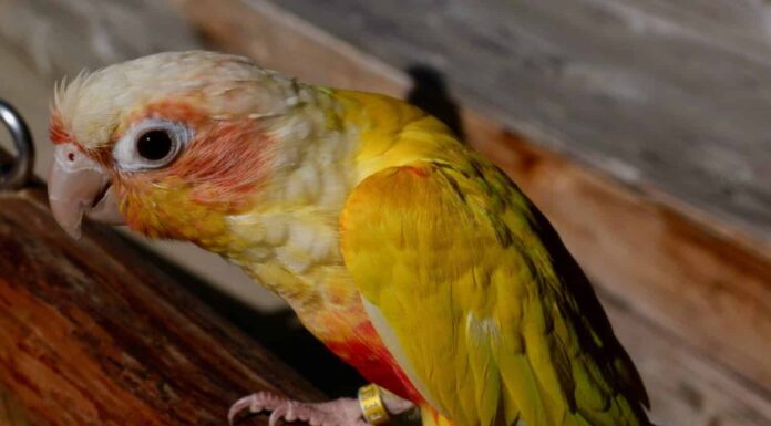 Parrocchetto dalle guance verdi (Conuro Suncheek) sul suo trespolo.  Pigeon Forge, Tennessee, 8 novembre 2021