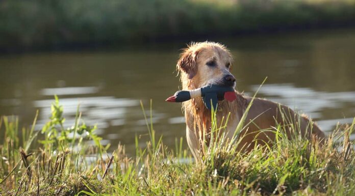 Cane Golden Retriever che nuota nel fiume