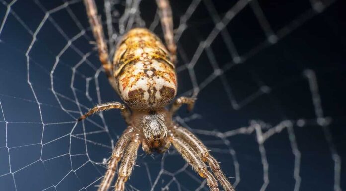 Cardinal Spider, nome scientifico Tegenaria Parietina seduto sulla sua rete, rete a fuoco ripresa di lato