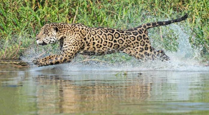 Jaguar maschio (Panthera onca) correre in acqua e a caccia, fiume Cuiaba, Pantanal, Mato Grosso, Brasile