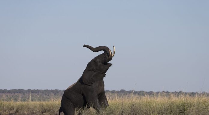Elefante che grida mentre lascia il fiume Chobe in Botswana, Africa