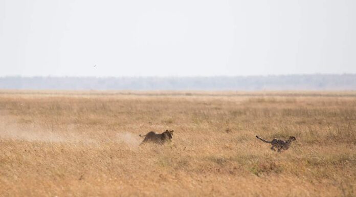 Leone che insegue il ghepardo nel Serengeti