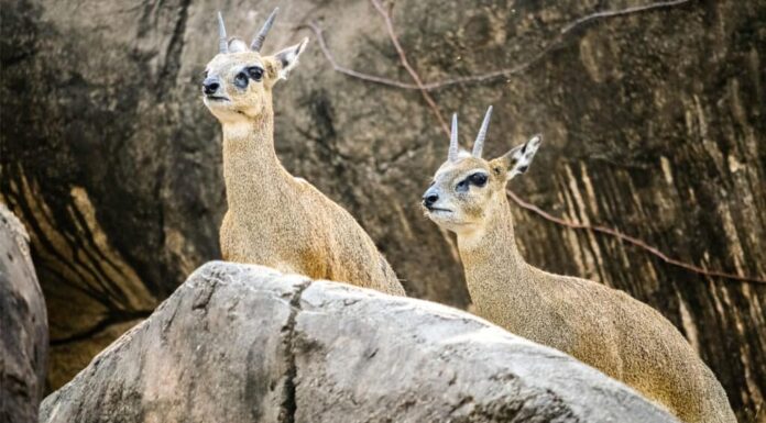 Un paio di saltarupi che guardano sopra un masso