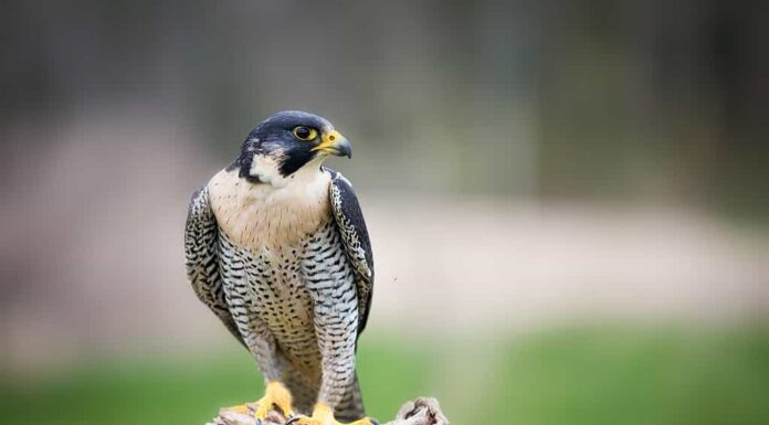 Guarda questi falchi pellegrini giocare a passare lo scoiattolo a mezz'aria
