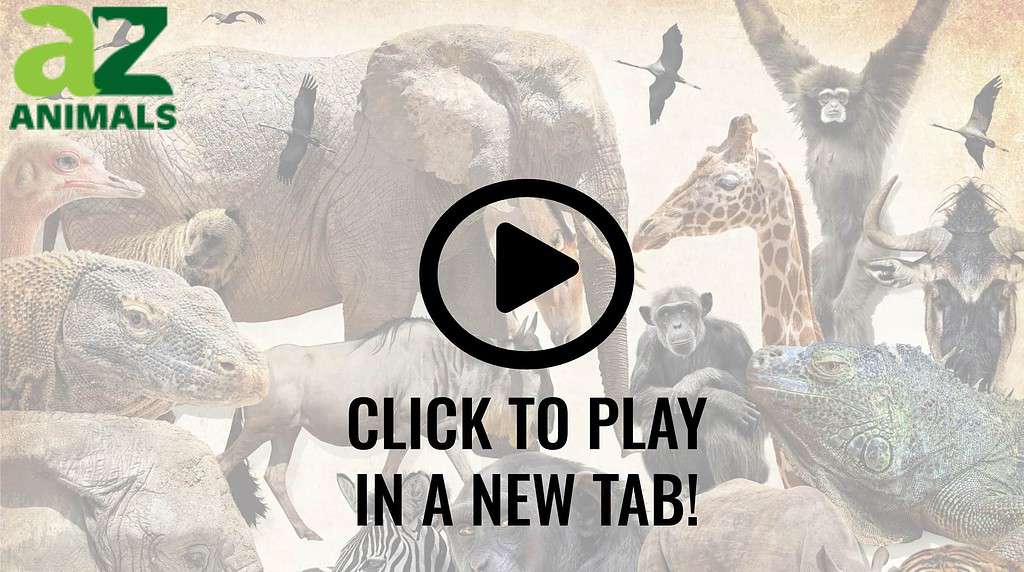 Guarda questo Wing Surfer che viene buttato giù dalla tavola da una balena in mare