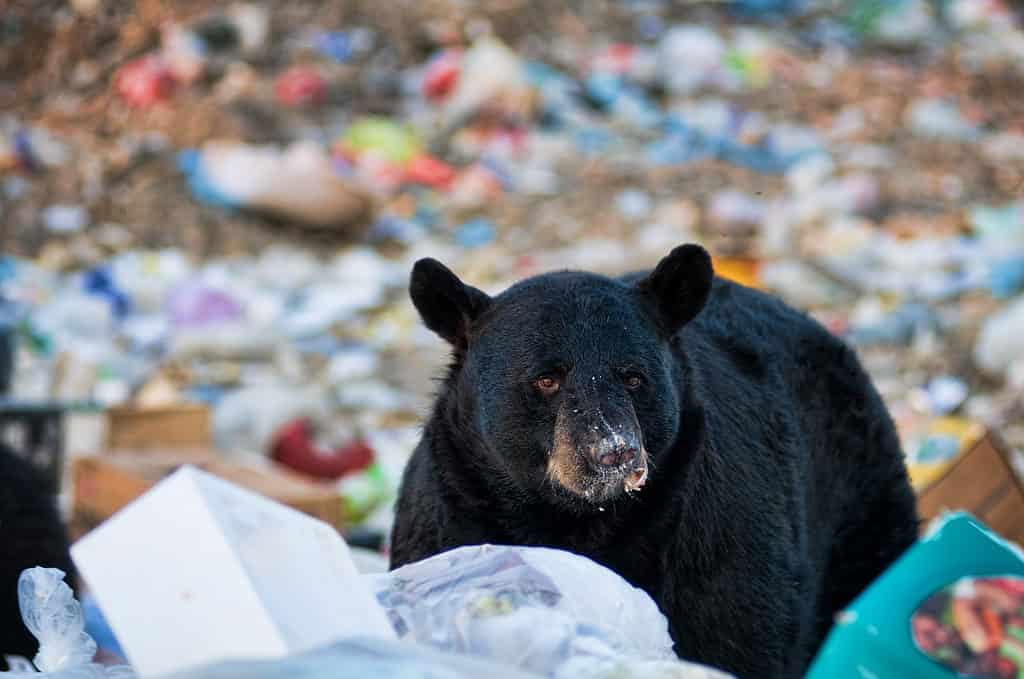 Orso nero in una discarica