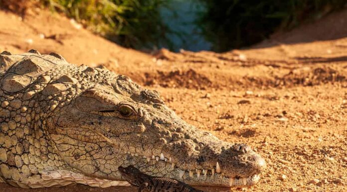 Coccodrillo del Nilo Madre e bambino covato