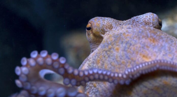 primo piano di un polipo
