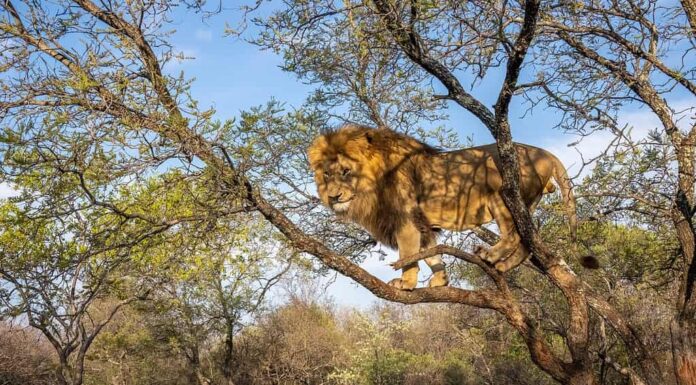 Leone maschio in Sud Africa in piedi su un albero