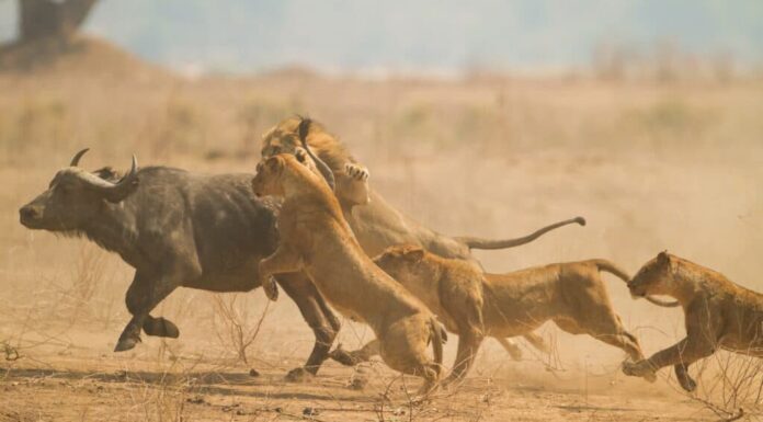 Bufalo africano (Syncerus caffer) catturato dai leoni (Panthera leo).