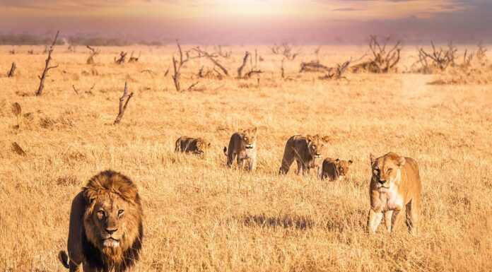 Scena di un safari africano in cui un leone maschio con una criniera folta guarda la telecamera e si muove attraverso l'erba lunga e secca con una leonessa e quattro cuccioli che sono il suo orgoglio.  Botswana.