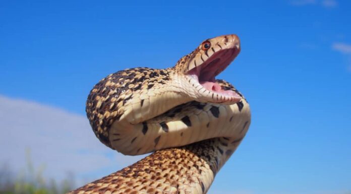 Quando minacciato, il serpente toro si impenna a forma di S, sibila e fa vibrare la coda per imitare il serpente a sonagli velenoso.