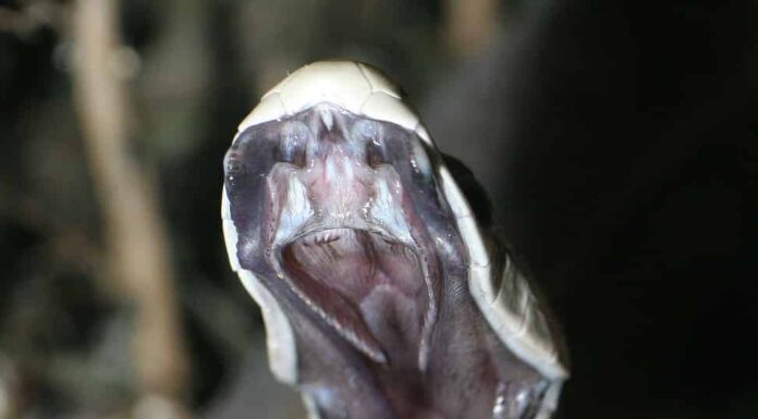 Interno della bocca di Black Mamba Dendroaspis_polylepis_striking