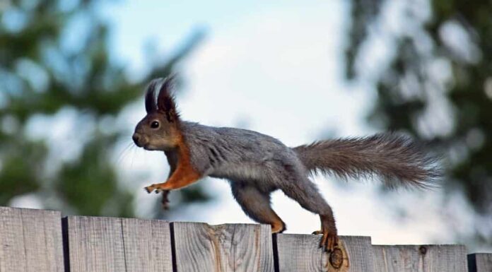 Lo scoiattolo corre, salta vicino al recinto.