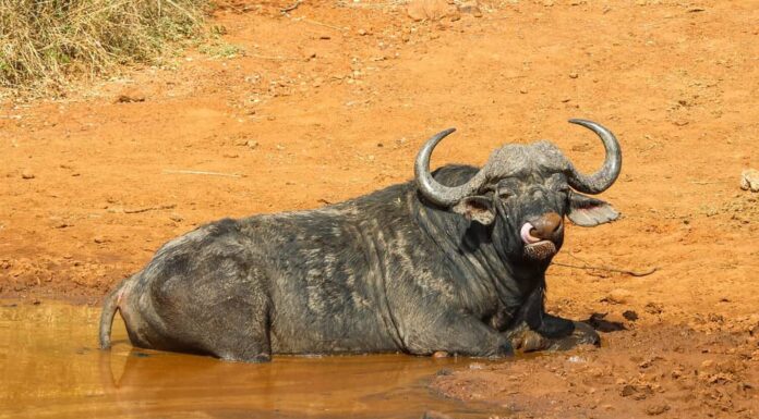 Capo o bufalo africano che si gode un bagno di fango, Parco Nazionale di Pilanesberg, Sud Africa