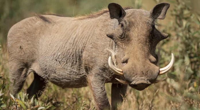 Il ritratto del facocero