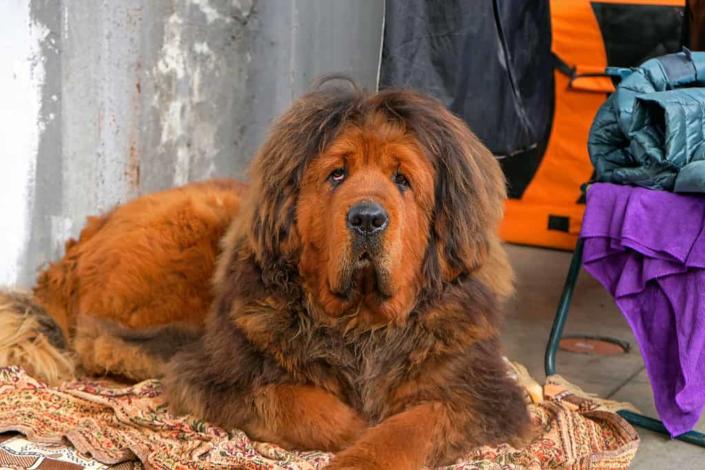 Il cane mastino tibetano giace sul tappeto e guarda nella telecamera.