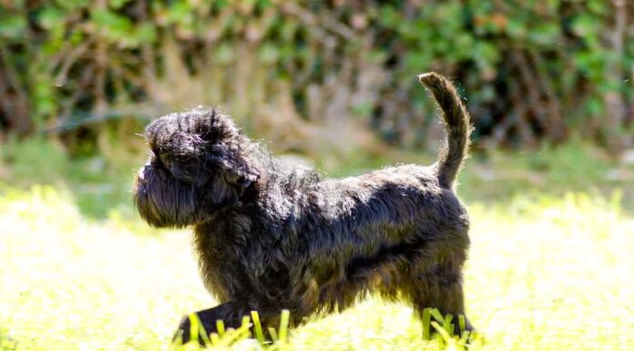 Affenpinscher, 2015, Animale, Pelo animale, Colore nero