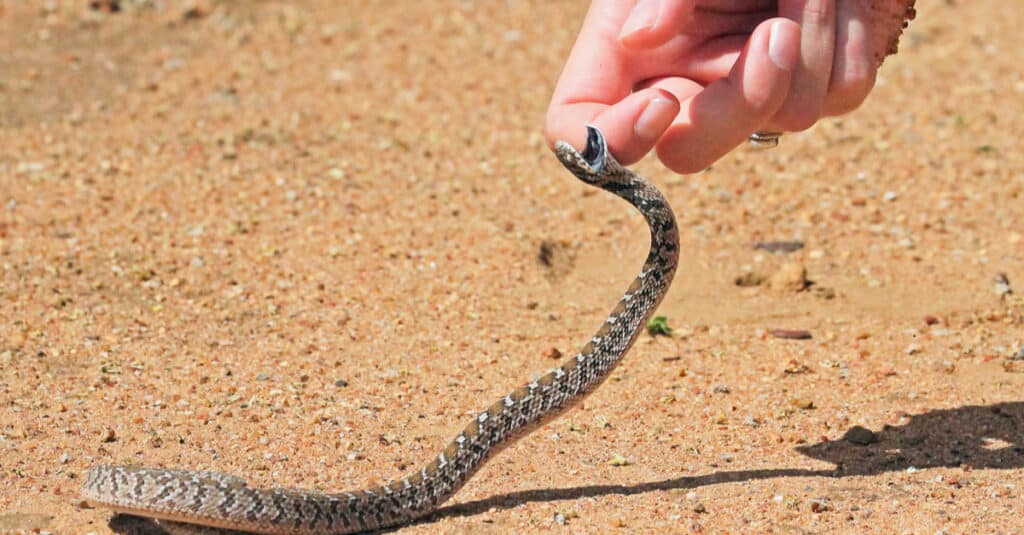 Serpente rombico mangiatore di uova che cerca di mordere una persona