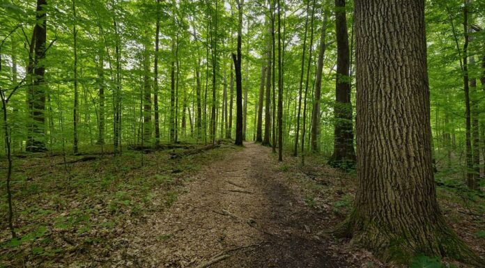 Sentiero attraverso la vecchia foresta nella Riserva naturale di Pine Hills