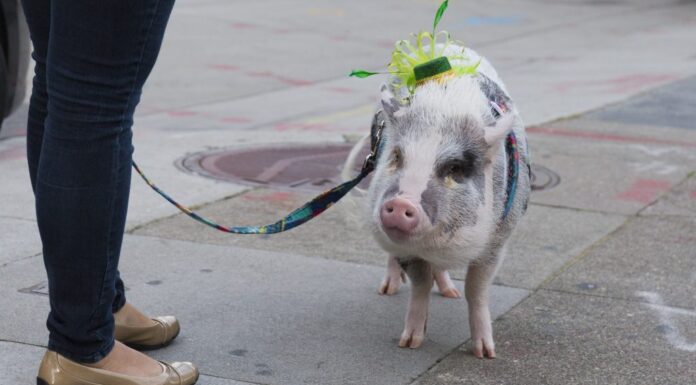 Animali domestici per il giorno di San Patrizio