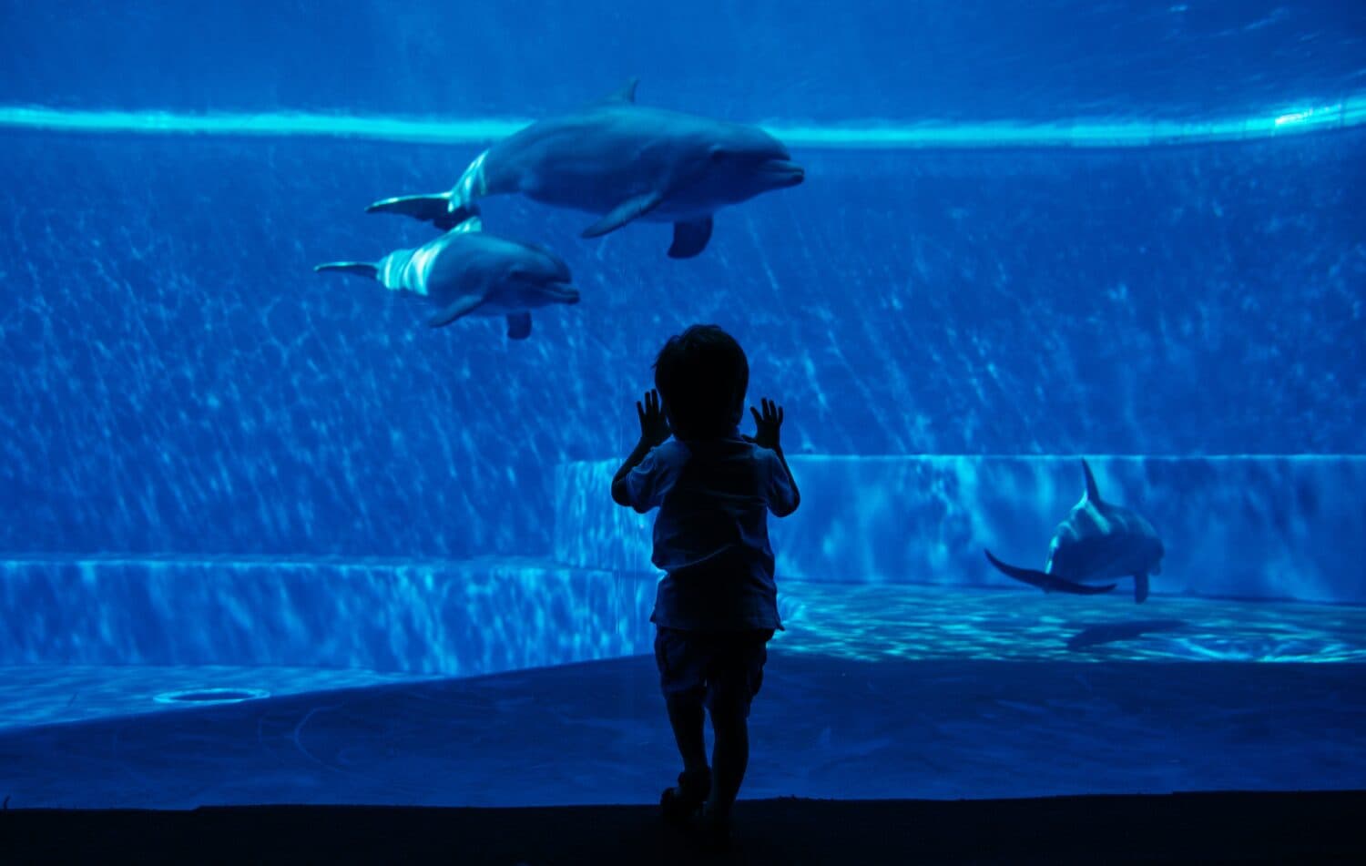 I 3 migliori acquari a Victoria e dintorni