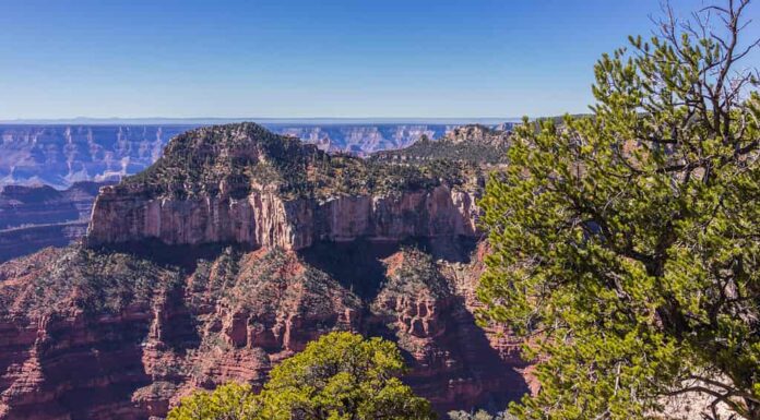 Stati Uniti.  Arizona.  Contea di Coconino.  Lungo il Bright Angel Point Trail (Grand Canyon, North Rim).