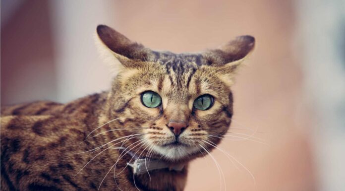 Un gatto soriano con le orecchie piatte e un alto livello di vigilanza.