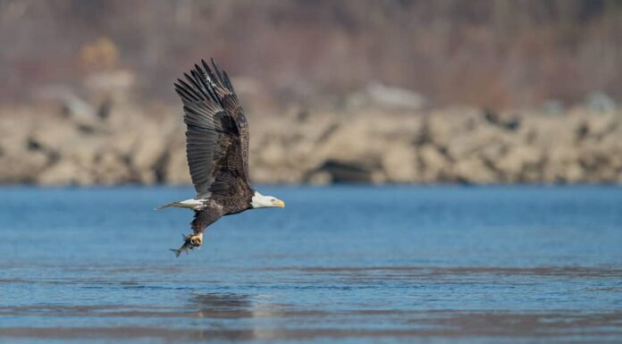 Pesca dell'aquila calva