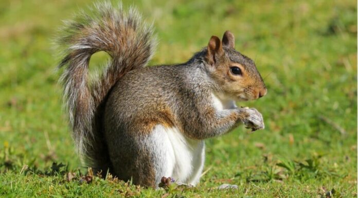 Scoiattolo grigio orientale