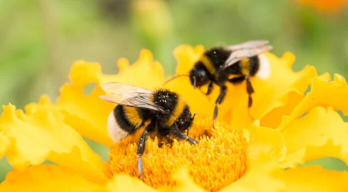 il calabrone su un fiore giallo raccoglie il polline, il fuoco selettivo