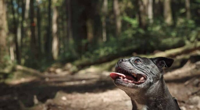 Felice cane anziano seduto sul sentiero nella foresta durante una passeggiata o un'escursione.  Simpatico cane bianco e nero che guarda con la bocca aperta e gioia.  Mix di carlino Boston Terrier femmina di 9 anni.  Messa a fuoco selettiva.