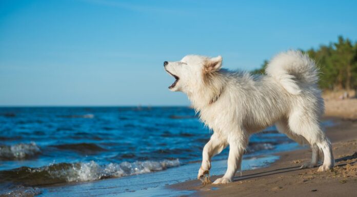 Il cane bianco Samoiedo cammina sulla riva del Mar Baltico