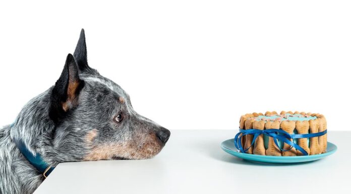 Cane bovaro australiano o heeler blu che guarda alla torta di compleanno isolata su bianco.  Copia spazio
