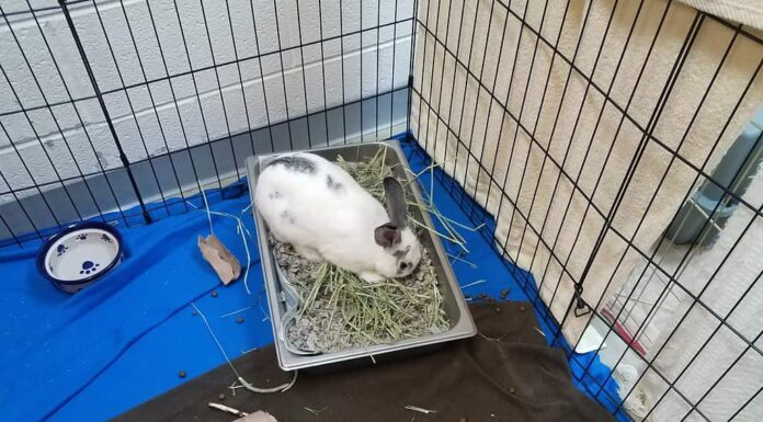 coniglietto bianco o coniglio in gabbia o cassa con lettiera