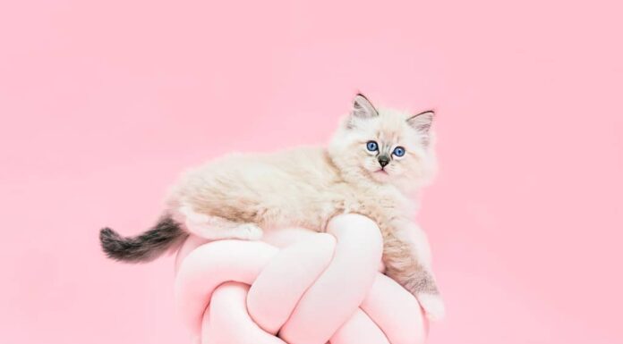 Gatto Ragdoll, piccolo ritratto di gattino carino su divertente cuscino annodato su sfondo rosa.  Animale domestico di razza