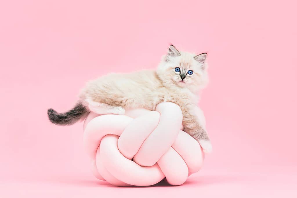 Gatto Ragdoll, piccolo ritratto di gattino carino su divertente cuscino annodato su sfondo rosa.  Animale domestico di razza