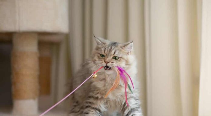 sono gatti che giocano o litigano