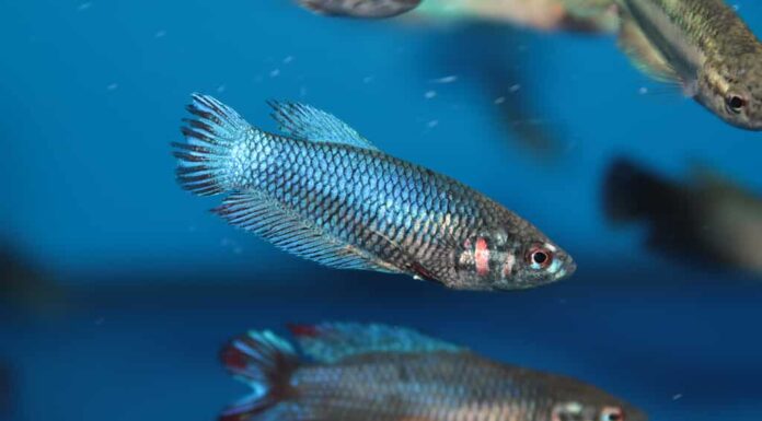 Femmina di pesce combattente siamese (Betta) pesce d'acquario