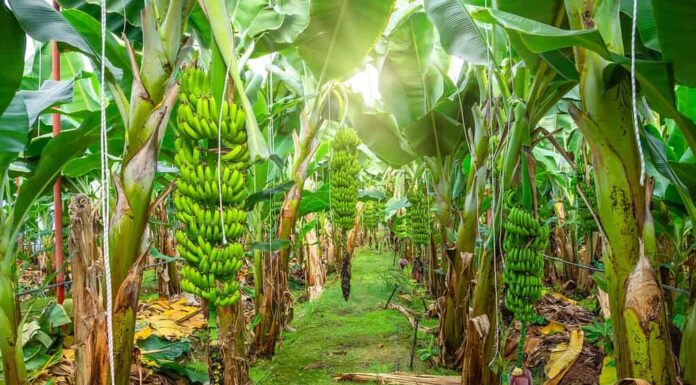 Fattoria di palme da banana
