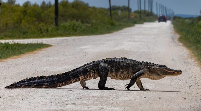 Fauna selvatica delle aree urbane della Florida Alligatori americani nella Florida centrale nelle zone rurali della Florida