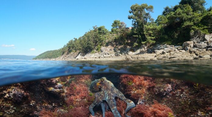Polpo sott'acqua nell'oceano e sulla costa atlantica, vista a livello diviso sopra e sotto la superficie dell'acqua, Spagna, Galizia, Rias Baixas